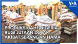 Produksi Jahe Nigeria Rugi Jutaan Dolar Akibat Serangan Hama