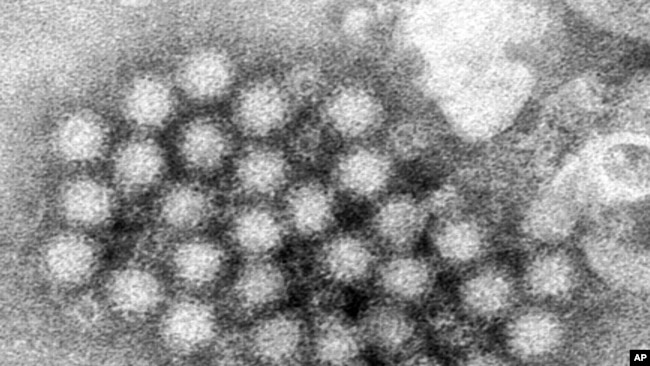This electron microscope image provided by the Centers for Disease Control and Prevention shows a cluster of norovirus virions. On Feb. 29, 2024, the CDC said cases of norovirus, a nasty stomach bug, are climbing in the Northeastern U.S. (CDC via AP)