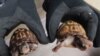 一名香港男子因向中國走私受保護烏龜被美聯邦陪審團起訴