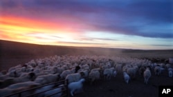 FILE - Goats and sheep run towards a water point before undertaking a 24-kilometer journey to a new location in the Munkh-Khaan region of the Sukhbaatar district, in southeast Mongolia, May 14, 2023.
