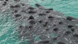 Китови се видени пред да бидат насукани на плажата Чејнес во близина на Олбани во западна Австралија. (Фотографијата објавена од Одделот за биодиверзитет, конзервација и атракции на Западна Австралија)