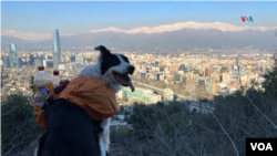 Este es Sam, un perro de la raza border collie que junto a su tutor Gonzalo Chang recoge basura en el Cerro San Cristóbal, en Santiago de Chile, como parte de una iniciativa encaminada a proteger el medio ambiente. [Fotografía: Nicolás Cortés Guerrero]