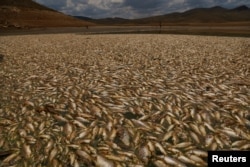 Thousands of dead fish lie on the dry bed of the Las Lajas dam, due to a severe drought, in Buenaventura, Chihuahua state, Mexico, Aug. 23, 2024.