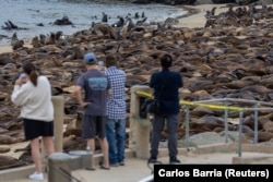 People watch as sea lions congregate at San Carlos Beach in Monterey, CA. August 22, 2024. (REUTERS/Carlos Barria)