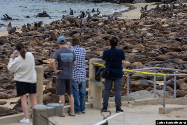 People watch as sea lions congregate at San Carlos Beach in Monterey, CA. August 22, 2024. (REUTERS/Carlos Barria)