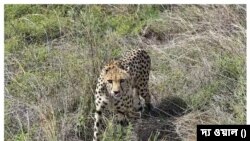 ভারতের মধ্যপ্রদেশের কুনো জাতীয় উদ্যানে আবার চিতার মৃত্যু