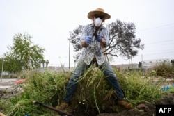 Sukarelawan Kreigh Hampel mengumpulkan sampel akar tanaman dari tanah kosong di Los Angeles, California, untuk diuji oleh para peneliti dari Studi Remediasi Phyto Myco University of California Riverside, 19 Mei 2023. (Patrick T. Fallon / AFP)