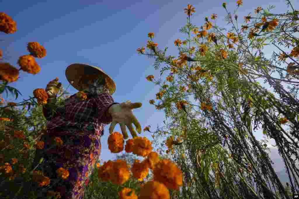 A farmer picks marigold flowers to make garlands to sell for the upcoming Tihar festival, on the outskirts of Kathmandu, Nepal.