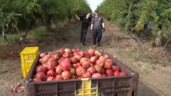 La inusual labor de recolectar granadas en el kibutz Tzora durante tiempos de guerra