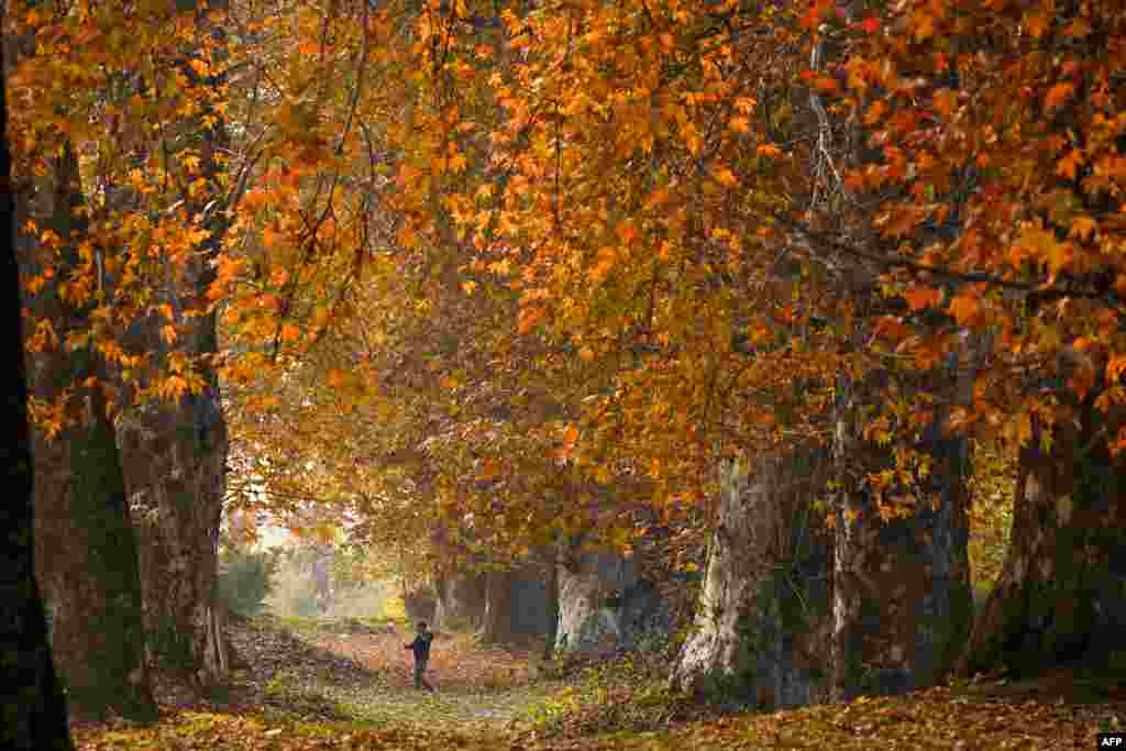 A man walks amid maple trees at Nishat Garden in Srinagar, Indian-administered Kashmir.