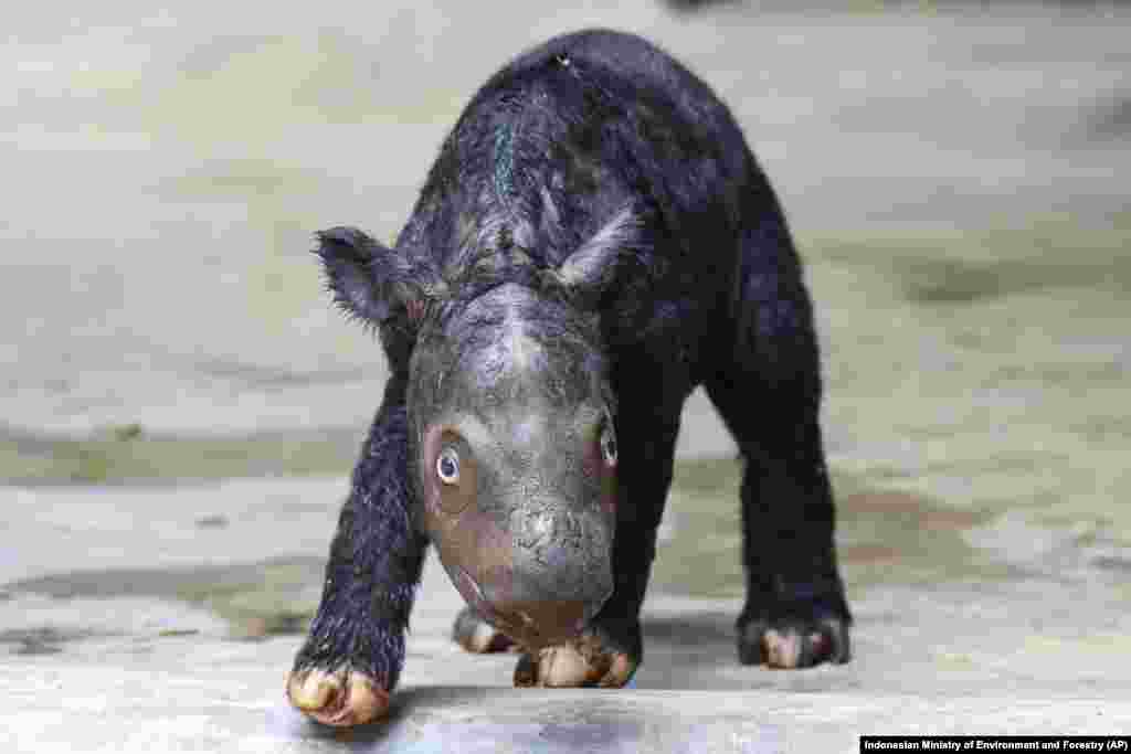 A newly born Sumatran rhino calf walks in its enclosure at Sumatran Rhino Sanctuary at Way Kambas National Park, Indonesia. The critically endangered rhino was born on Sumatra Island, Nov. 25, 2023.