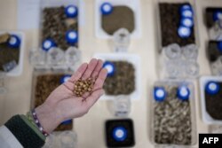 Seorang ilmuwan memegang benih yang serupa dengan yang disimpan di Kew Millennium Seed Bank di Wakehurst, selatan London, pada 25 April 2023. (Ben Stansall / AFP)