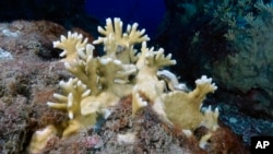 Climate Change Hurts Coral Worldwide, But Reefs Off Texas Coast Thriving