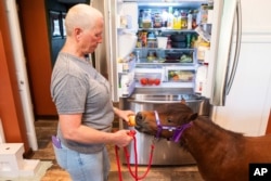 Lisa Moad, owner of Seven Oaks Farm, feeds one of her miniature horses an apple in her kitchen in Hamilton, Ohio, Aug. 6, 2024.