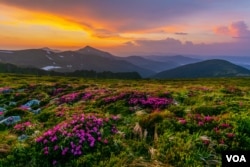 FILE - Flowering of Carpathian rhododendron on the Ukrainian mountain slopes overlooking the summits of Hoverla and Petros. (Adobe Stock Photo by Reme80)