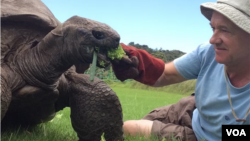 Joe Hollins feeds Jonathan some lettuce in 2015. (Teeny Lucy)