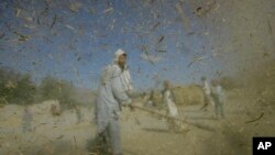 سېو دي چېلډرن وویل د افغانستان د ۳۴ څخه په اتو ولایتونو کې مراکن نومې ملخانو حمله کړې چې فصلونو دپاره تر ټولو زیات تباه کن ملخان بلل کېږي