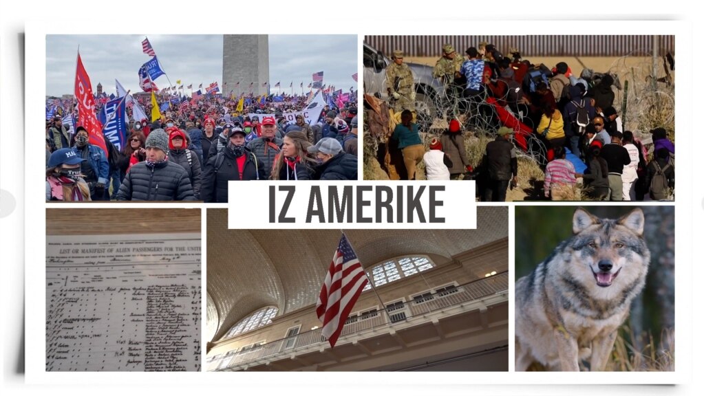 Iz Amerike 184 | Godišnjica 6. januara; Migranti na jugu SAD; Ostrvo Elis; Povratak sivog vuka