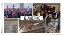 Iz Amerike 184 | Godišnjica 6. januara; Migranti na jugu SAD; Ostrvo Elis; Povratak sivog vuka