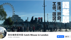 林正軒自設網站介紹滅鼠日常。（圖片來源：我在倫敦捉老鼠 Catch Mouse in London 臉書網站）