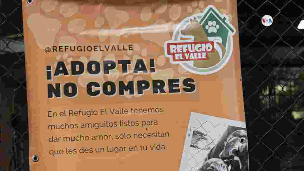 Refugio canino El Valle, ubicado en Caracas, es una organización sin fines de lucro que promueve la adopción de perros.