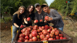 Voluntarios israelíes salvan cosecha de granadas en el kibutz de Tzora