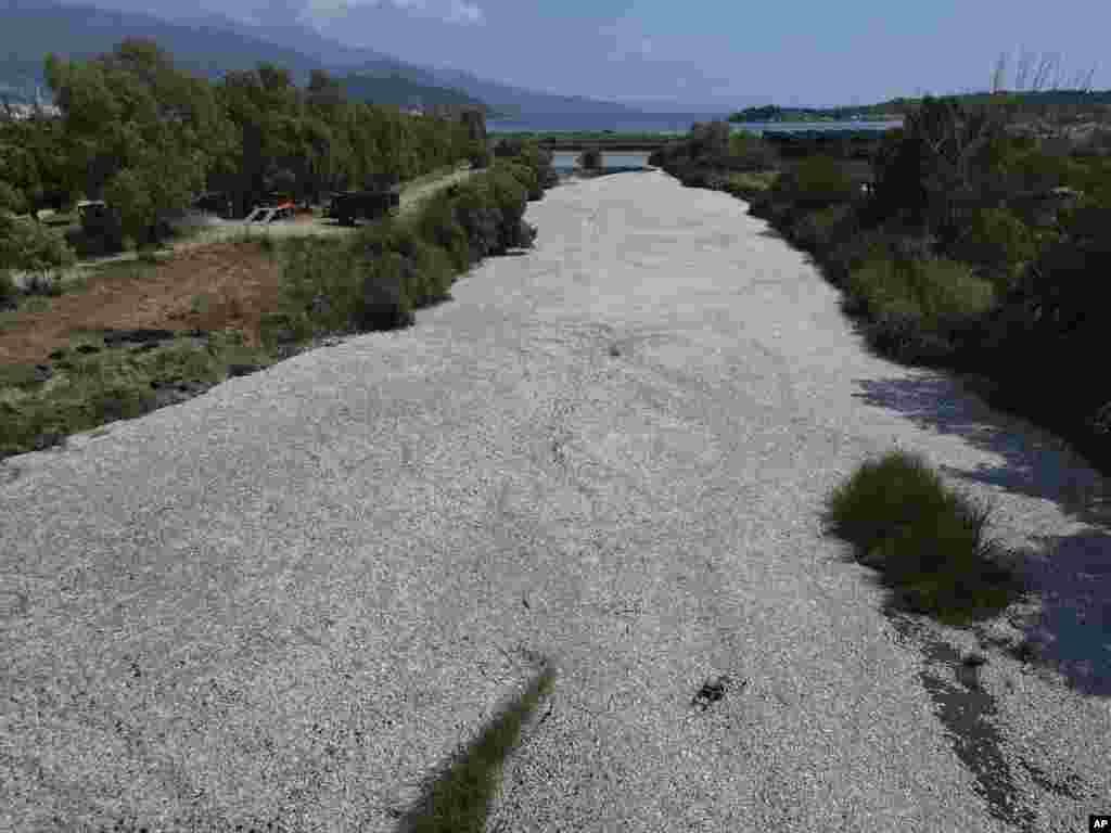 Tons of dead fish fill a river near the port city of Volos, central Greece, following a mass die-off linked to extreme climate fluctuations.