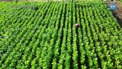 Sigara zamları tütün üreticilerini sevindirdi