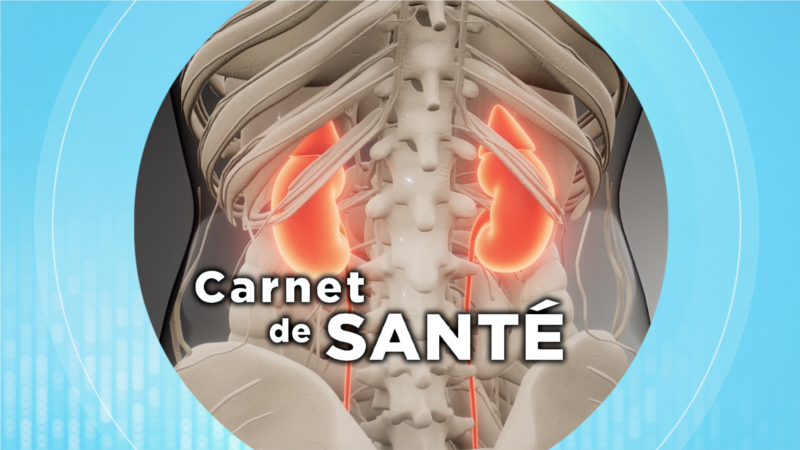 Carnet de santé : les maladies rénales