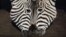 Two zebras stands head to head during the annual stocktake at ZSL London Zoo in central London, Jan. 3, 2024.
