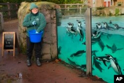 Penguin berbaris untuk dihitung saat inventarisasi di Kebun Binatang ZSL London, Rabu, 3 Januari 2024. (AP/Kirsty Wigglesworth)