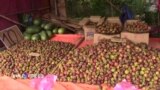 Măng cụt Lái Thiêu được mùa