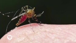 Bungabunga Ubuzima: Ubuvumbuzi Bushya mu Kurwanya Malariya