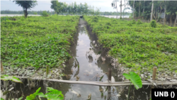কুড়িগ্রামে নদ-নদীর পানি কমছে, ফসলহানির আশঙ্কা কৃষকদের। 
