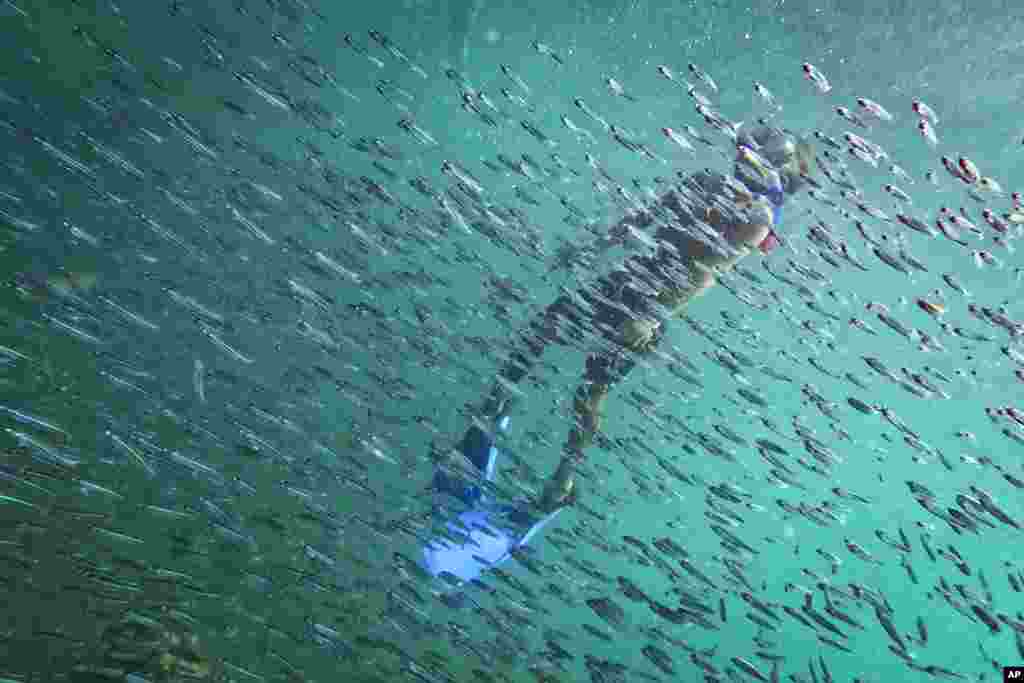  Un buceador observa un banco de peces cerca de un naufragio frente a la isla Cubagua, Venezuela, el 14 de enero de 2024. (Foto AP/Matías Delacroix). &nbsp; 