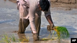 A farmer plants rice in a paddy field on the edge of Lahore, Pakistan, June 6, 2023. Experts are warning that rice production across South and Southeast Asia is likely to suffer with the world heading into an El Nino.