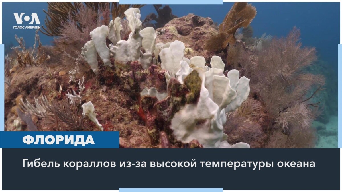 Коралловые рифы во Флориде страдают от высоких летних температур