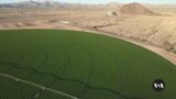 Arizona Terminating Saudi Leases to Grow Alfalfa 
