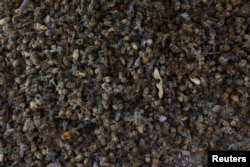 Dead bees are seen in an apiary during a severe drought, in Meoqui, Chihuahua state, Mexico, Aug. 24, 2024.