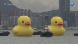 Hong Kong’da şans getirmesi için yüzen dev plastik ördekler 
