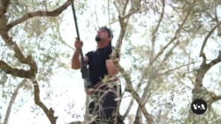 Olive Harvest in West Bank Caught in Crossfire Between Jewish Settlers, Palestinians 