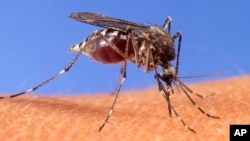 This image provided by the USDA Agricultural Research Service shows a closeup of a mosquito on human skin. (USDA Agricultural Research Service via AP)