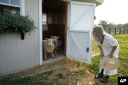 Jamie Campion lets her Southdown Babydoll sheep out of a shed to graze in the backyard in Thompson Station, Tennessee, July 3, 2024.