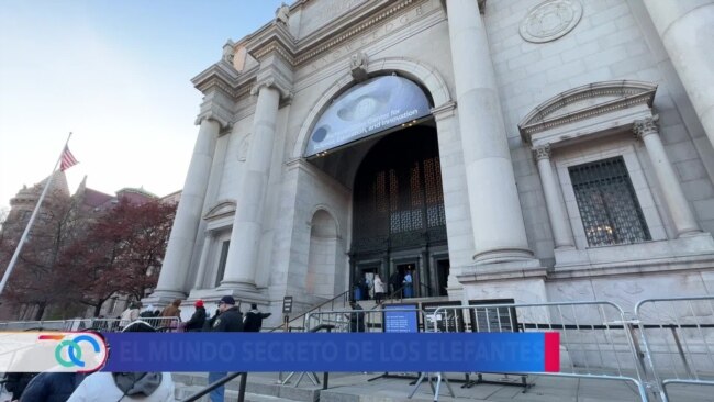 Nueva exposición en Nueva York revela al mundo secretos de los elefantes