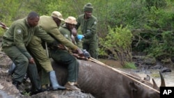 Kenya Wildlife Service rangers and capture team pull out a sedated black rhino from the water in Nairobi National Park, Kenya Tuesday, Jan. 16, 2024. (AP Photo/Brian Inganga)