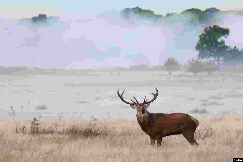 A deer stag barks as the annual rutting season continues, in Richmond Park, London.