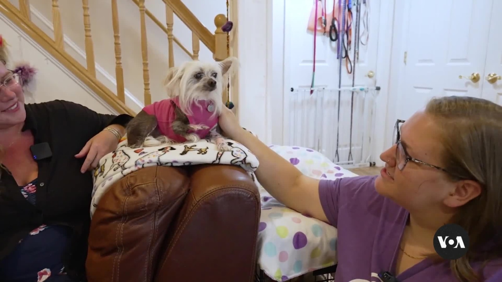 Maryland Residents Run Nonprofit to Save Senior Dogs
