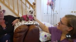 Maryland Residents Run Nonprofit to Save Senior Dogs