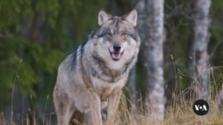California’s Sequoia National Forest Has New Residents: Gray Wolves