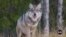 California’s Sequoia National Forest Has New Residents: Gray Wolves
